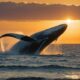 peningkatan kepemilikan whale bitcoin